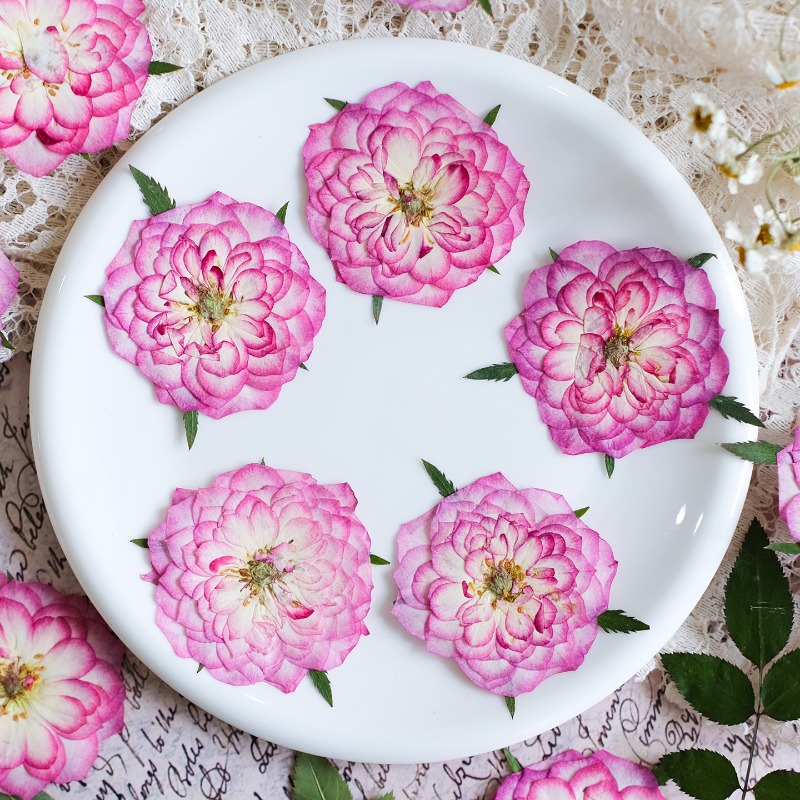 6 Stück, Natürliche Getrocknet – Resin Art Rose Petals Bewertung und Preis