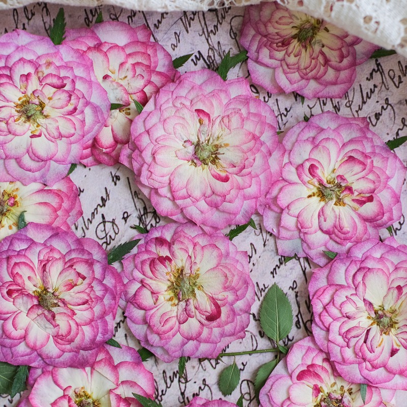 6 Stück, Natürliche Getrocknet – Resin Art Rose Petals Bewertung und Preis